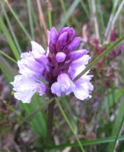 2018-16-29 forsniard orchid